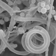 T. rubrum, seen above in an electron micrograph, just isn’t getting any. Photo: Wenjun Li and Joseph Heitman—Duke University, and Valerie Lapham—North Carolina State University